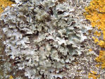 lichen.jpg